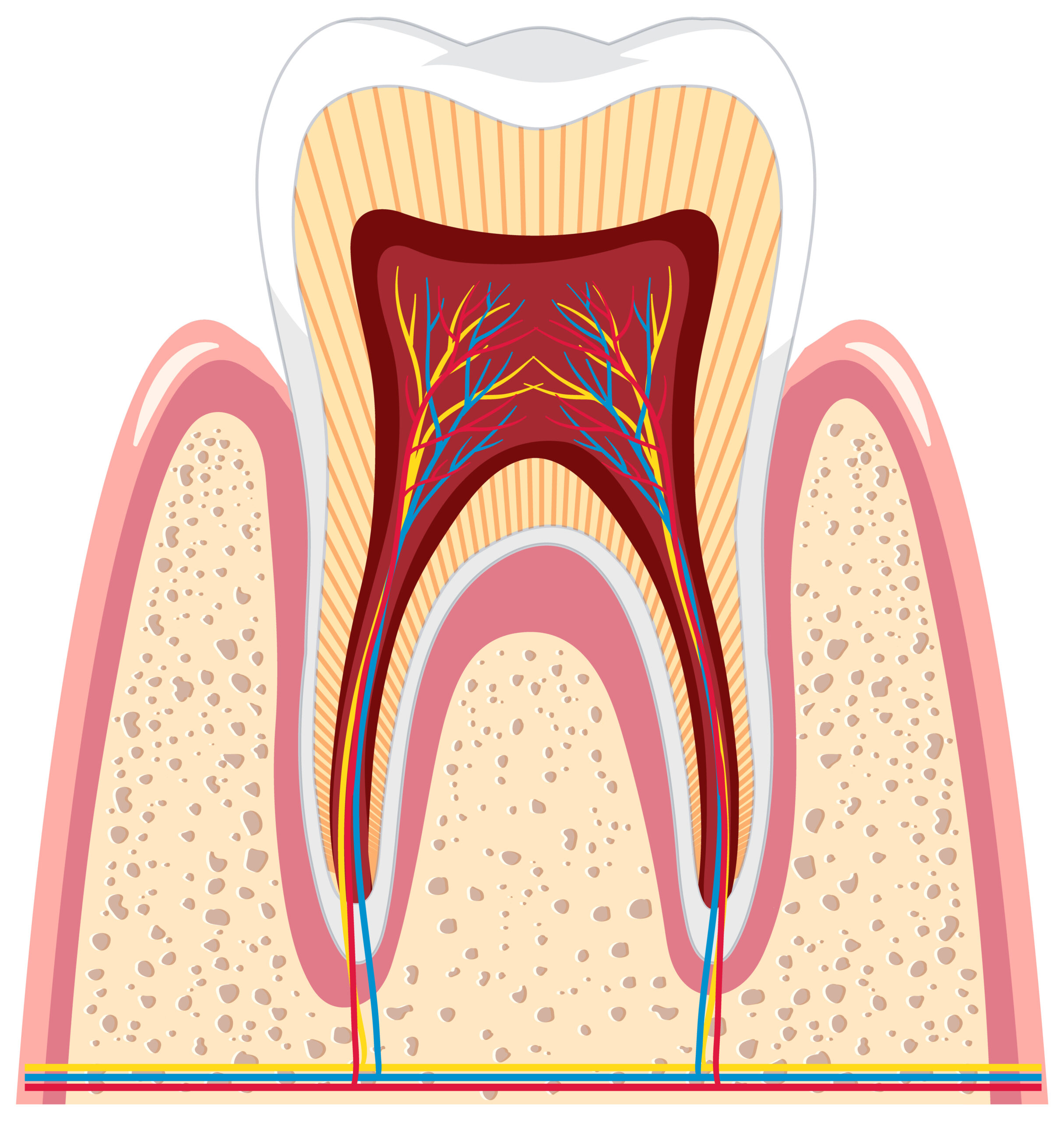 Tooth anatomy in gum on white background illustration